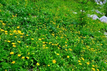 Alpine meadow with yellow ox-eye (Buphthalmum salicifolium) flowers