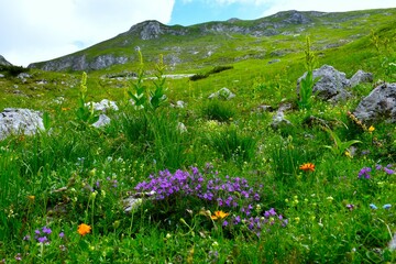 Alpine meadow with purple rock thyme (Clinopodium alpinum) and Veratrum album flowers in Julian...