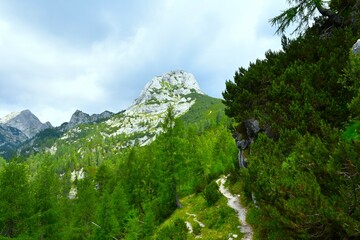 Alpine landscape with a larch forest and a hiking trail bellow Krsteniški Stog mountain peak in Julian alps, Gorenjska, Slovenia