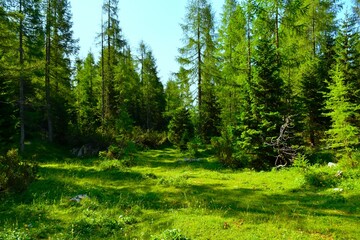 Alpine meadow with a coniferous spruce and larch forest