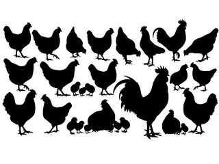 Collection of black chicken and chick silhouettes in various poses and sizes isolated on transparent background silhouette