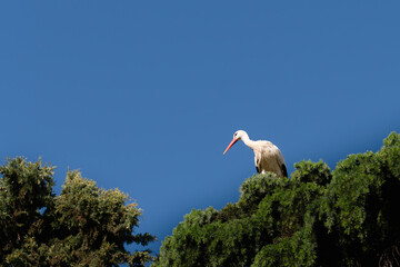 Stork flying. Beautiful picture. Alcala de Hernares, Madrid, Spain.