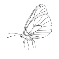 Bl&uuml;tenfall bee butterfly kamil