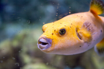 A yellow fish with a mouth open is swimming in a tank