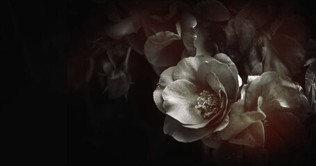 Rosen schwarz weiß monochrom mit Platz für Text