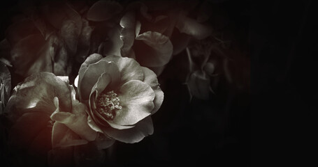 Rosen schwarz weiß monochrom mit Platz für Text