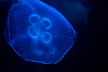 A jellyfish is shown in a blue color