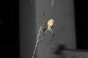 spider on the web