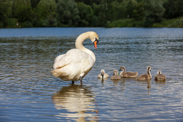 White swan with cygnets on summer lake. Chicks swimming in water