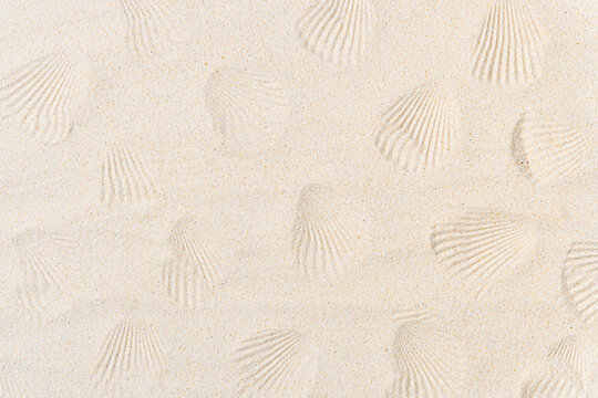 Pattern of seashell imprints in soft beige sand. Natural texture background with shell marks.