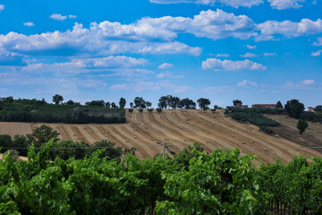 Rural Italian landscape with grapevines in the foreground, round hay bales on harvested hills, and...