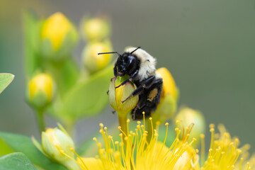 Carpenter Bee Hugging St. John's Wart Flower Bud 