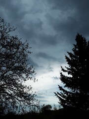 sunset in the forest