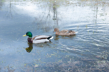 Pair of duck and drake swimming on in spring in city park