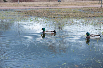 Pair of duck drakes swimming on in spring in city park
