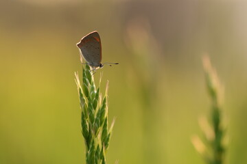 una farfalla licendie al tramonto