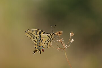 una farfalla macaone al tramonto