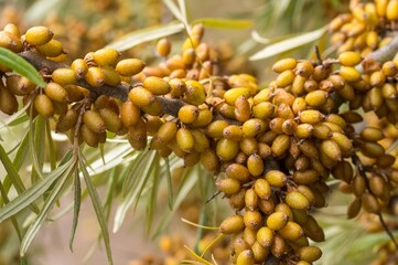 Ripe sea buckthorn berries growing on branch: close-up of superfood