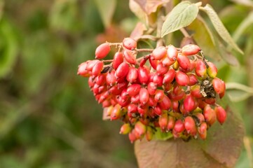 Red berries of wayfaring tree growing in autumn sunlight