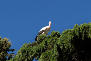 Stork flying. Beautiful picture. Alcala de Hernares, Madrid, Spain.