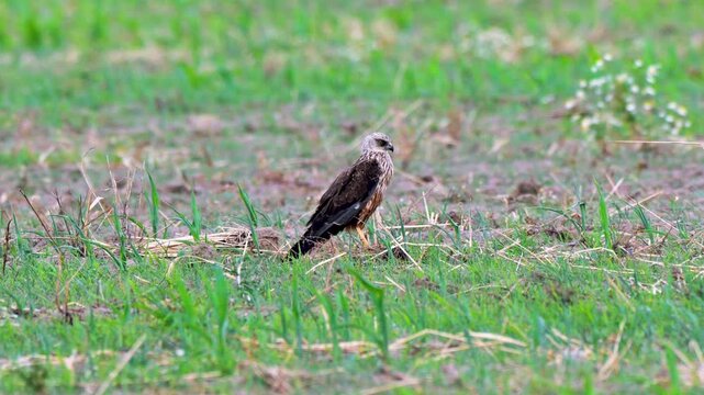 Eine Rohrweihe auf einem Feld