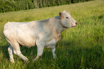 cow in a meadow