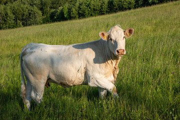 cow in the meadow