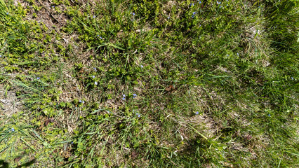 A close-up view of a lush green grass field sprinkled with small blue flowers on a sunny day,...