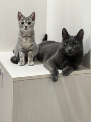 Cat and kitten relax on a cabinet. One cat sits attentively while the other lies comfortably, both...