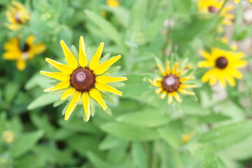 Bright Black Eyed Susans