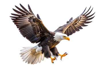 Obraz premium Majestic Bald Eagle in Flight on Transparent Background