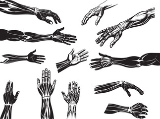 Human Anatomy: Detailed Hand and Arm Musculature