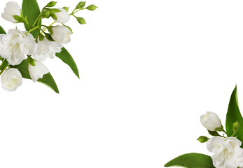 Small bouquets of Jasmine (Philadelphus) flowers in corner arrangements isolated on white or...