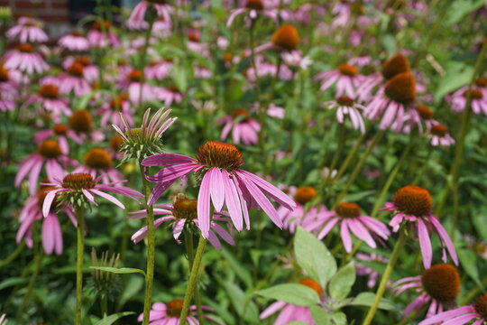 Cone flower meadow