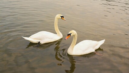 Graceful swans gliding on serene lake surface reflecting tranquility at dusk