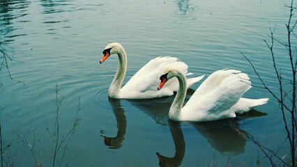 Naklejka premium Two elegant swans gliding gracefully on tranquil lake water