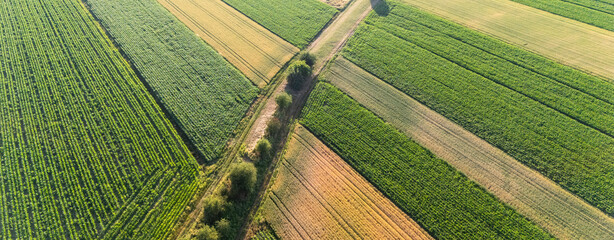 Aerial view of vibrant agricultural fields featuring lush green crops and neatly organized rows. A...