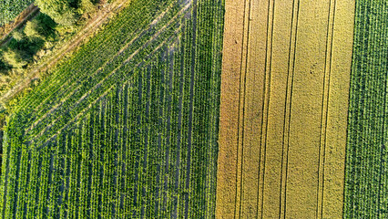 Aerial view of vibrant agricultural fields showcasing rows of green and yellow crops under a clear...