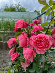 In the summer, bright pink roses bloom in the country.