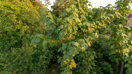 Aerial view of Paulownia trees surrounded by dense green foliage during sunset. The vibrant leaves...