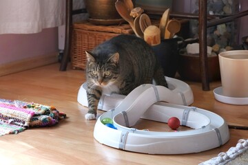 Cat track with colorful balls on floor in apartment and silhouette of little gray cat slightly blurred in motion playing with it.