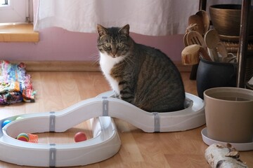 Cat track with colorful balls on floor in apartment and silhouette of little gray cat playing with it.
