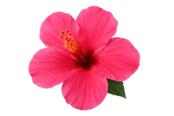 Pink hibiscus blossom opening, revealing vivid magenta petals against pure white backdrop