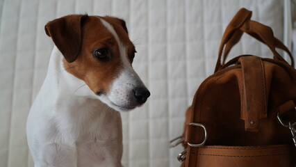 Jack Russell dog and travel bag