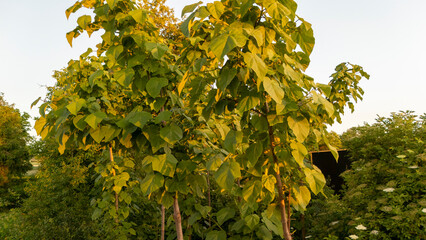Lush paulownia trees with vibrant green leaves at sunset, creating a serene atmosphere in a garden...
