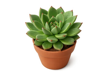 Fototapeta premium Terracotta pot holding lush green echeveria succulent, carefully positioned against clean transparent backdrop