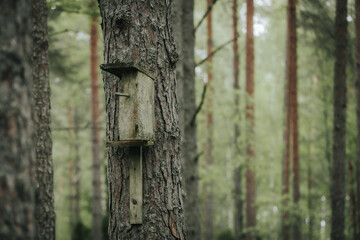 A rustic wooden birdcage is nailed to the trunk of a pine tree, surrounded by a dense,...