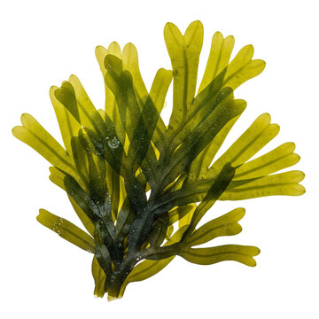 A close up shot of a vibrant green algae plant with intricate branching structures on a dark isolated background