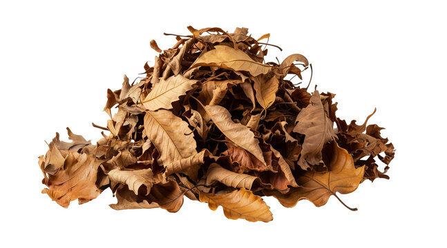 A pile of dry fallen autumn leaves in various shades of brown and orange png isolated on transparent background