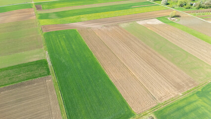 Obraz premium Aerial view of vibrant agricultural fields in various stages of cultivation, showcasing different shades of green and brown crops under a clear sky in spring or summer.